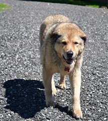 TRAINING OVERVIEW - Molly's Country Kennels